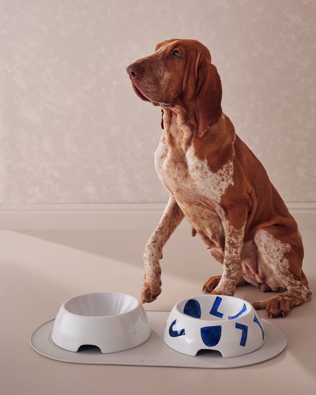 Two white ceramic dog bowls by Alessi, one with blue abstract shapes, on a grey mat next to a brown and white dog.